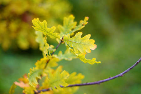 Oak autumn leaves on a tree. Outdoor. Soft selective focusの写真素材
