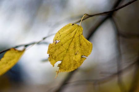 A single autumn aspen leaf on a branch. Orange leaves in autumn. Outdoor. Soft selective focus