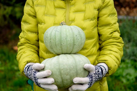 Women's gloved hands hold 2 pumpkins in the background of their country houseの写真素材