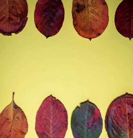 Autumn layout with leaves. Yellow background. Autumn concept.の写真素材