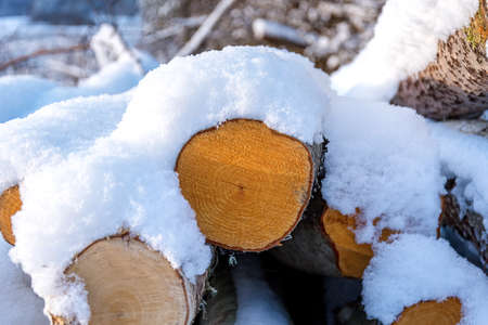 Freshly cut logs and firewood from loggers submerged under a blanket of white snow during the winter season.の写真素材