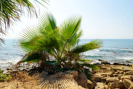 Coastal view of the Mediterranean coast, Turkey. Undulating sea, green palm leaves.の写真素材