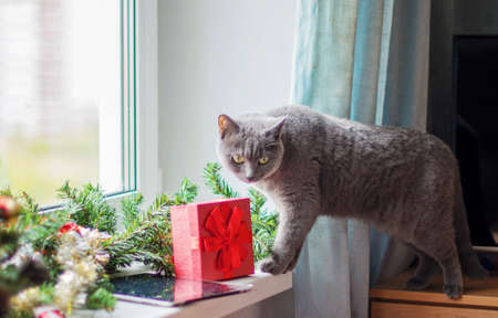 Portrait of a cute gray cat lying on the windowsill, decorated with a Christmas garland and giftsの写真素材