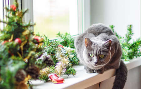 Portrait of a cute gray cat lying on the windowsill, decorated with a Christmas garland and giftsの写真素材