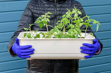 Plastic box with tomato seedlings ready for sowing, in the hands of a man in gloves. Spring...