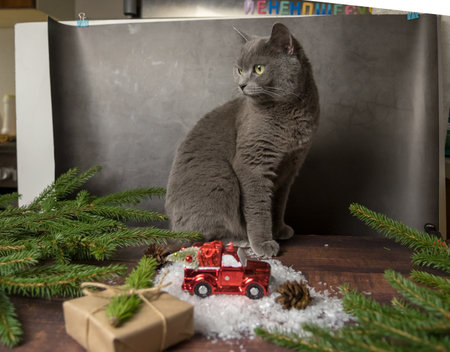 Young gray Scottish cat on a background prepared for photographing. Working moment of the photographerの写真素材