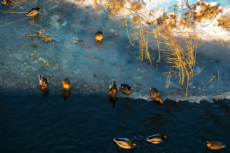 Bird's eye view of ducks swimming on the surface of the water. Evening sunlight with a beautiful...
