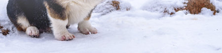 Banner with corgi dog legs in the snow.の写真素材