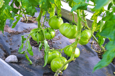 Tomatoes in a greenhouse on a branch on a background of green leaves. Agricultural industry.の写真素材