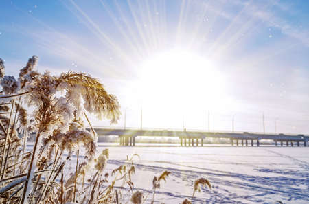 Snow-covered Pampas grass on the background of a sunny winter landscapeの写真素材