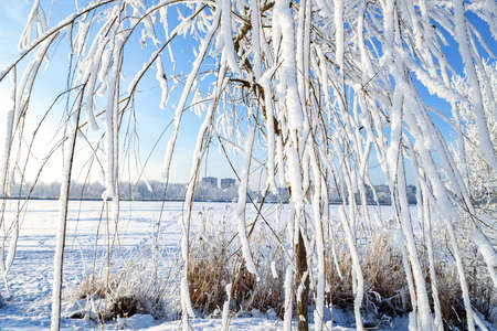 Beautiful snow-covered branches of a willow tree on the background of a sunny winter landscapeの写真素材