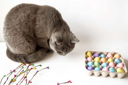 Gray cat and a colored willow branch with painted eggs in a cage. Happy Easter conceptの写真素材