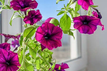 Beautiful petunia flowers on the windowsill. Summer mood.の写真素材