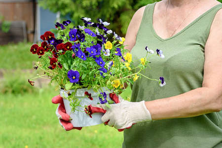 Gardener florist in work gloves holds seedlings of pansies in the summer garden of the house, in the...