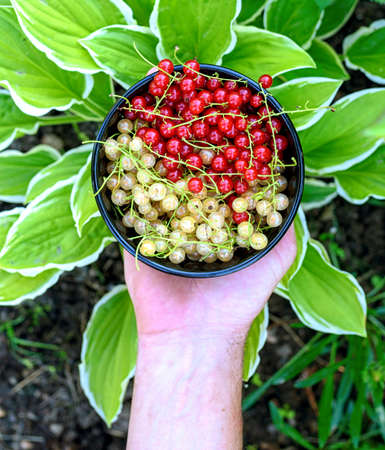 men's hands holding a bowl with juicy organic berries of red and yellow currants.