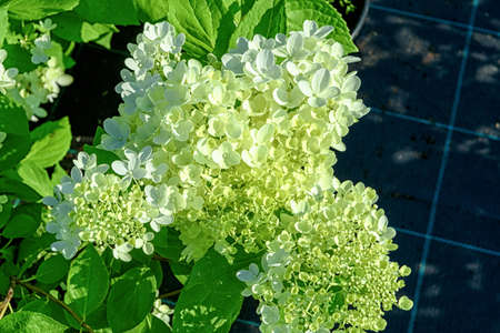 Flowers of the plant Hydrangea paniculata close up.