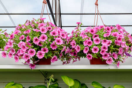 Hanging flower pot with beautiful pink petuniasの写真素材