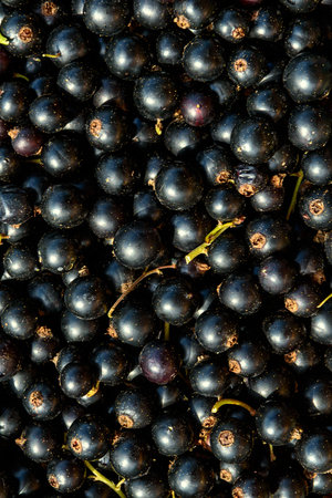 Background of black currants collected in your garden. An ecological productの写真素材