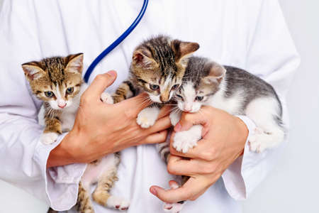 Funny kittens in the hands of a veterinarian. A veterinarian keeps kittens. Kittens are being examined at a veterinary clinic. Portrait of an animal kittenの写真素材