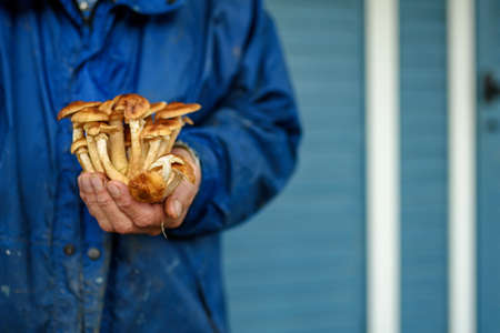 Hand of a man in a blue jacket holds honey mushrooms in his hands. Advertising of autumn blanksの写真素材