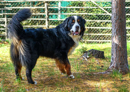 Bernese Mountain Dog, shepherd dog, full-length on a sunny day.