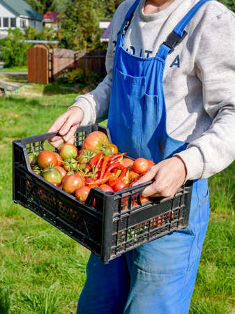Male gardener in overalls carrying a box full of ripe tomatoes in a greenhouse. Harvesting, organic productsの写真素材