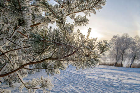 Frost-covered trees shining in the sunset sunlight. A picturesque and magnificent winter sceneの写真素材