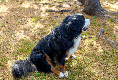 Bernese mountain dog lying on grass during fall day