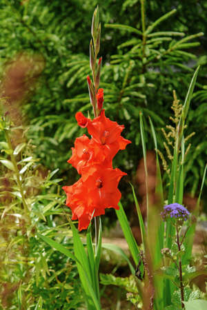 Close-up view of a beautiful red gladiolus hybridus flower in the gardenの写真素材