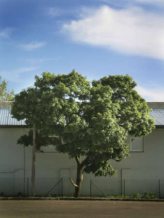 -shaped treeの写真素材