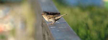 One sparrow sitting on a handrail pending flightの写真素材
