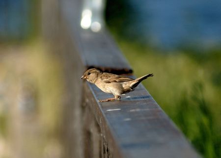 Sparrow on a handrail.の写真素材