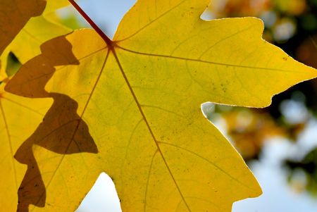 Autumn foliage against a shining sun and the blue sky