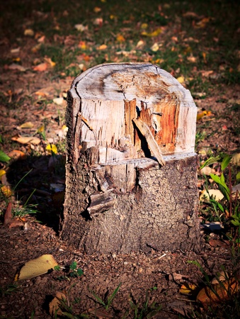 Close-up on tree stump of cut tree. Deforestation concept.の写真素材