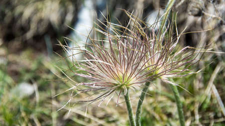 Wild flower, Suva Planina (The dry mountain), Serbia