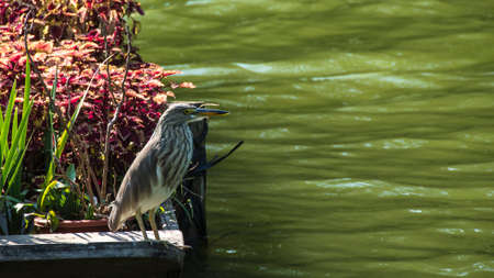 Birs on the Fairy lake Botanical garden near Shenzhen, China