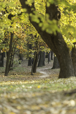 Forest trees nature wood backgrounds seasonの写真素材