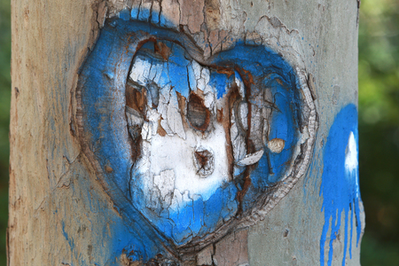 Heart Carved in the Bark of a Tree in two colorの写真素材