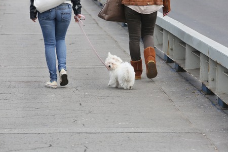 Two Girls Walking Maltese Pappyの写真素材