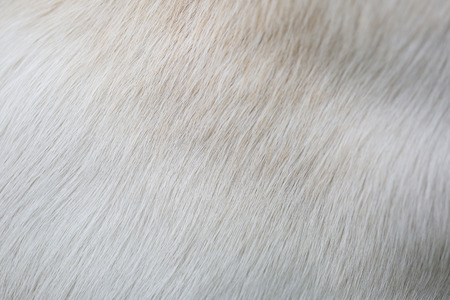 Close up puppy Lab Dog fur natural texturesの写真素材