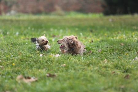 Two Dogs Playing in the Green Grass on parkの写真素材