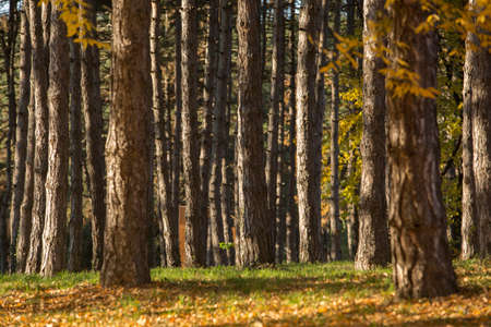 Forest trees nature wood backgrounds season