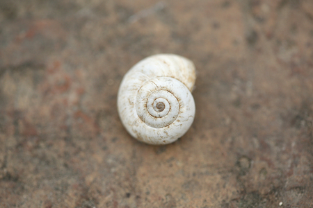 Close up Spiral Shell Of The Snail on Stone