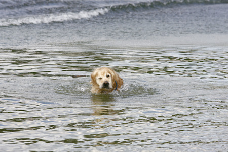 Golden Retriever bathing in the nature lakeの写真素材