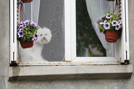 Small white dog sitting in the window behind the mosquito net in addition to flowers and lookingの写真素材