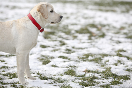 Labrador retriever puppy happy in the yard