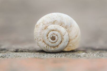 Macro Empty Little Shell Snail