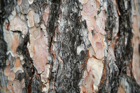 Old tree pattern bark texture closeup