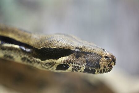 Head a Python