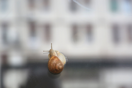 Snail climbing on the window in urban area. Window reflection.の写真素材
